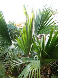 IMG_1518.JPG